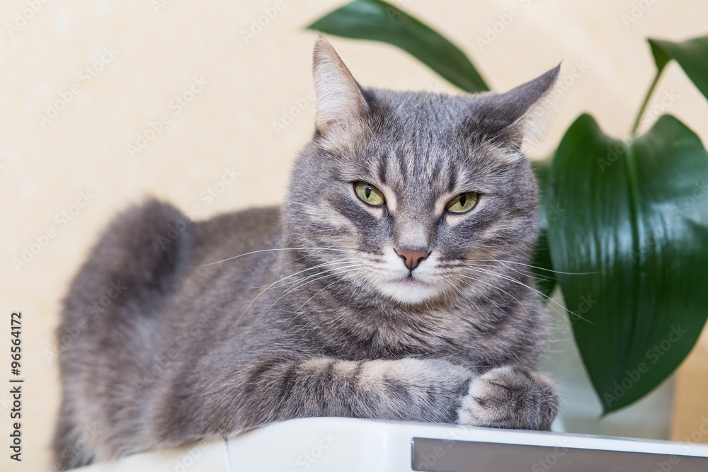 portrait of gray domestic cat