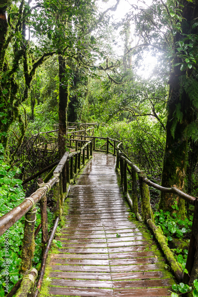 walkway in the rainforest, primeval forest at Ang Ka Doi Inthanon is the highest mountain in Chiang Mai, Thailand