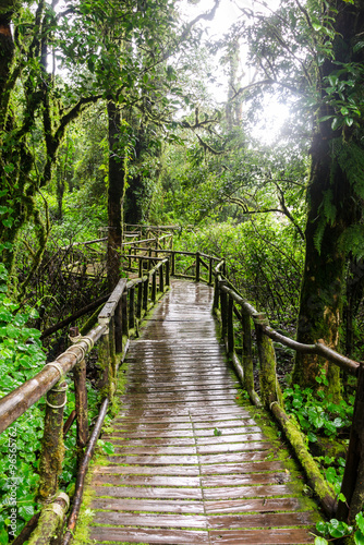 walkway in the rainforest  primeval forest at Ang Ka Doi Inthanon is the highest mountain in Chiang Mai  Thailand