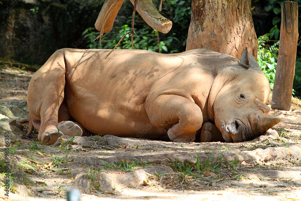 Obraz premium Rhino / rhinoceros ..