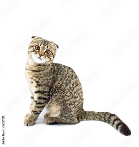 Young scottish fold cat