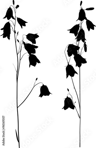 two black campanula flower sketches on white