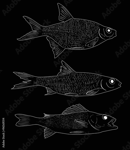 set of three freshwater fishes sketches on black