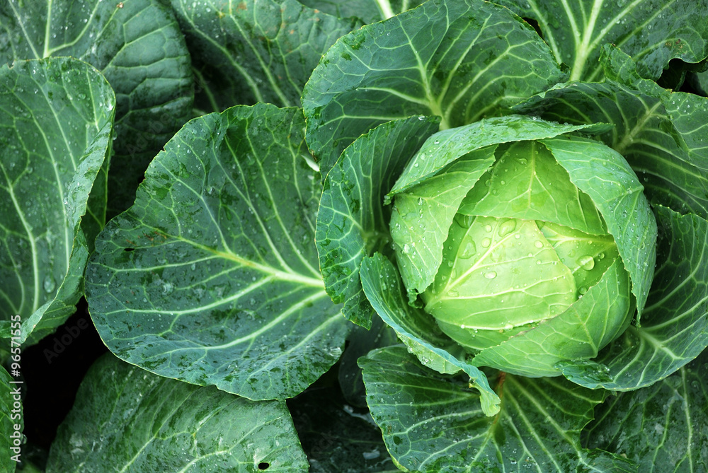 fresh orgarnic cabbage in the garden fresh orgarnic cabbage in the garden