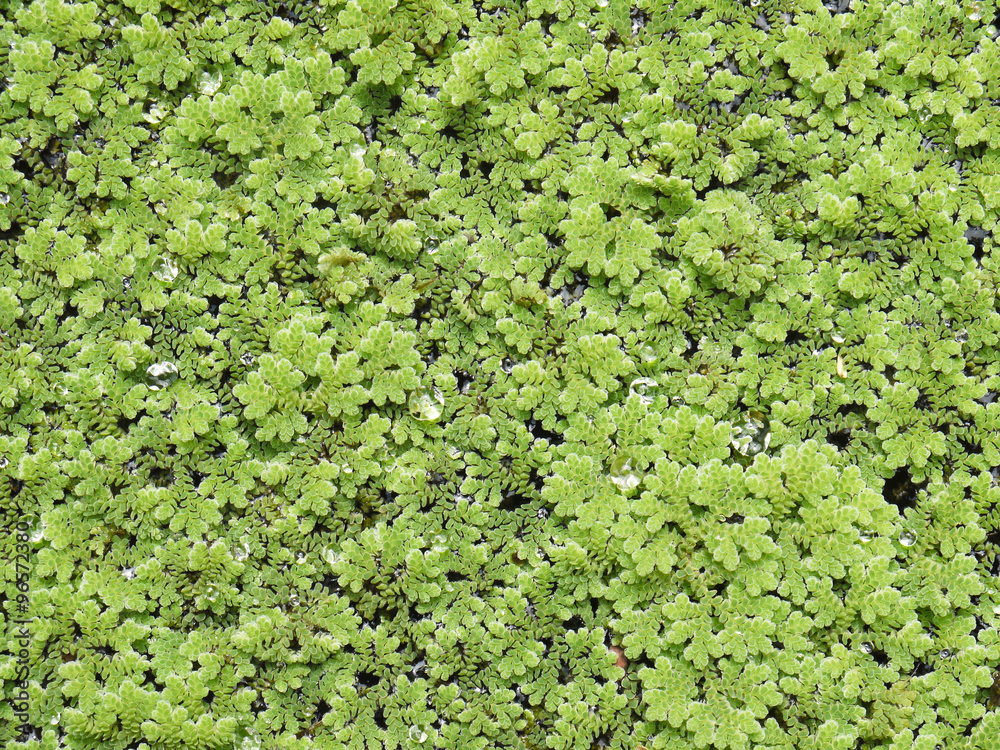 Texture of Duckweed, Mosquito fern Texture of Duckweed, Mosquito fern