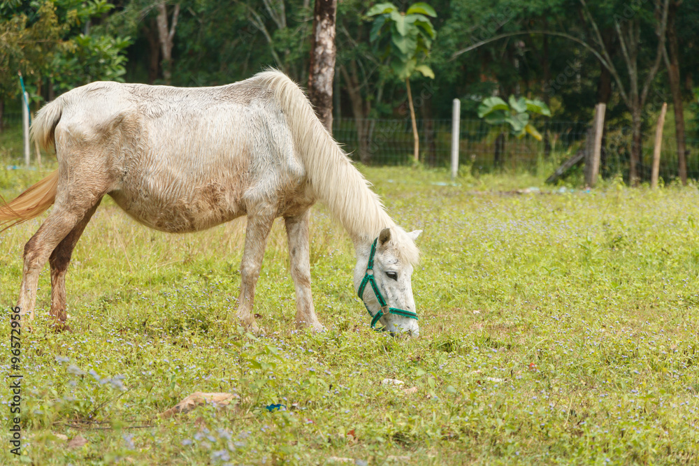 Fototapeta premium horse eat grass