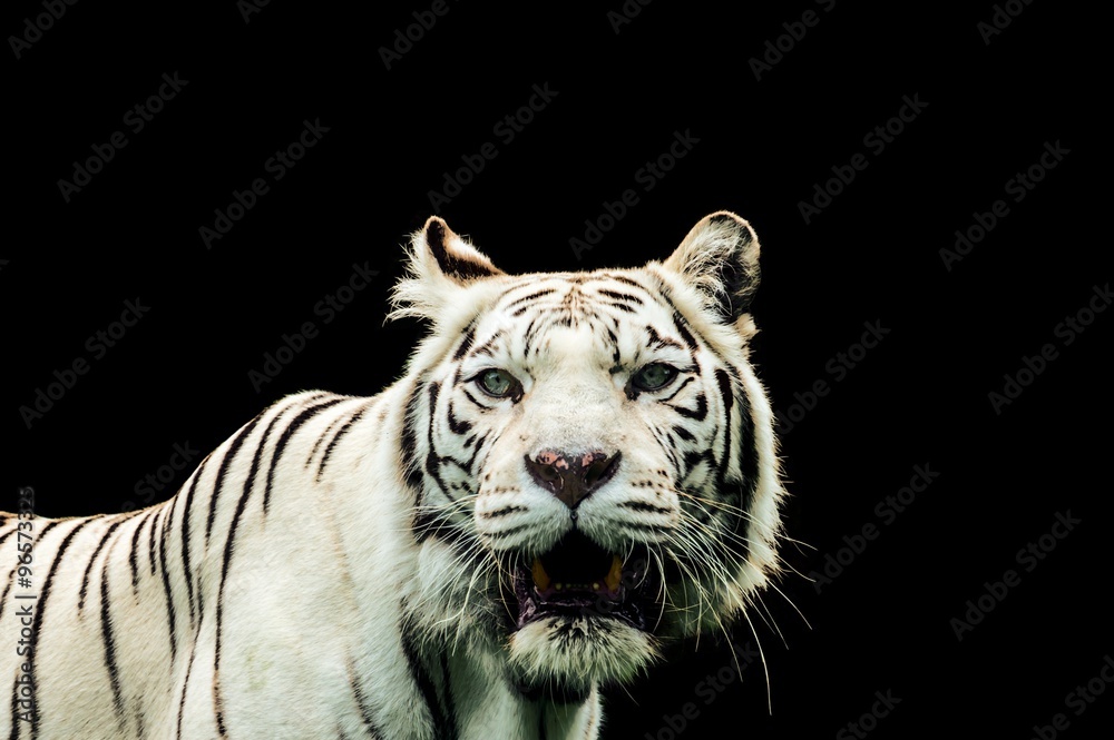 Obraz premium Portrait of a White Tiger