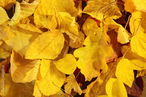 Background of yellow autumn leaves, close-up