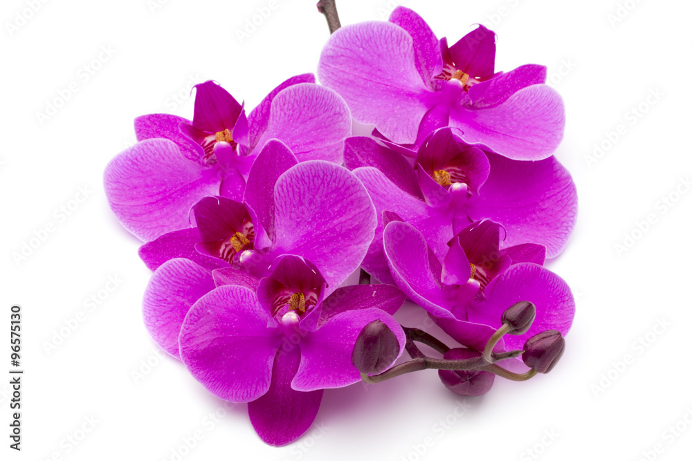 Beautiful pink orchid on the white background. Beautiful pink orchid on the white background.
