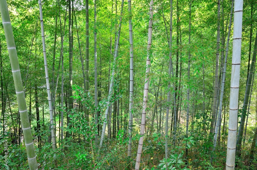 竹林 竹林