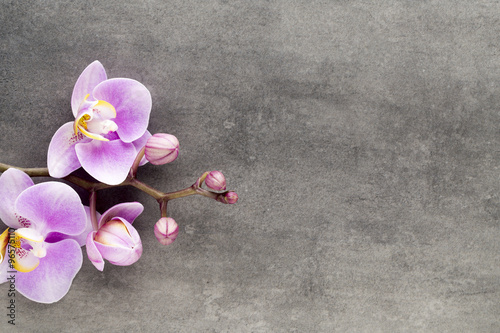 Beautiful pink orchid on a gray background.