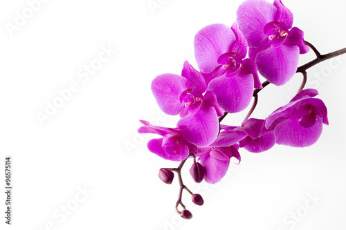 Fototapeta Naklejka Na Ścianę i Meble -  Beautiful pink orchid on the white background.