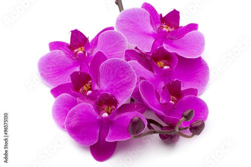 Beautiful pink orchid on the white background.