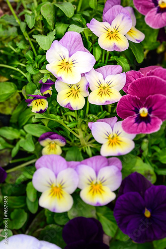 Pansy  