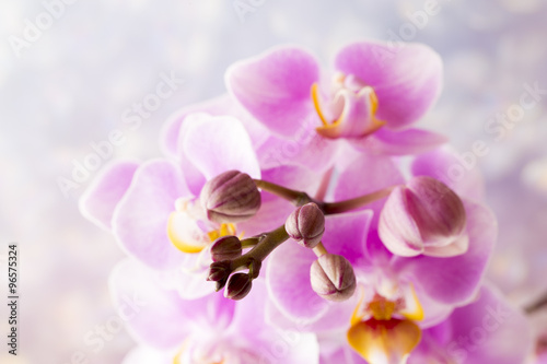 Beautiful pink orchid on a gray background.