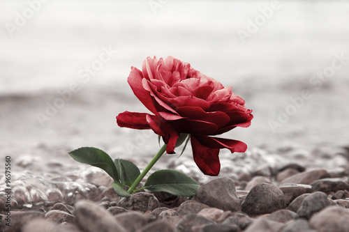 rote Rose am Strand