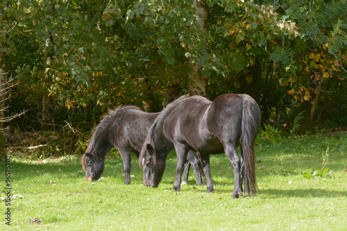 Dartmoor ponies eating grass on Dartmoor  Devon  England
