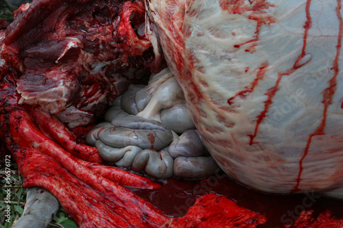 Photography Necropsy cow disease diagnosis