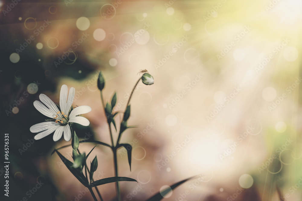 Obraz premium flower