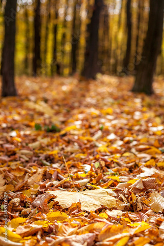 autumn forest trees.