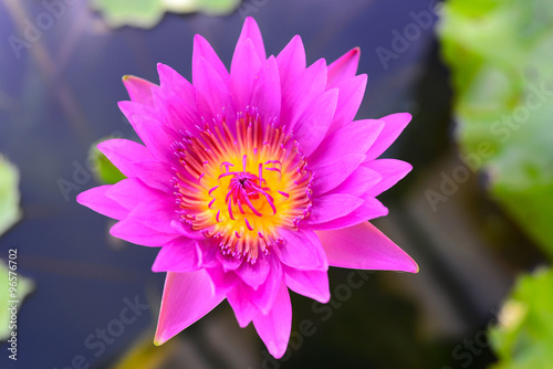 A beautiful waterlily or lotus flower