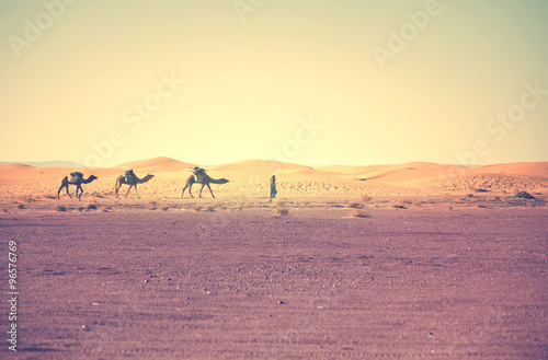 Camel in Mongolia