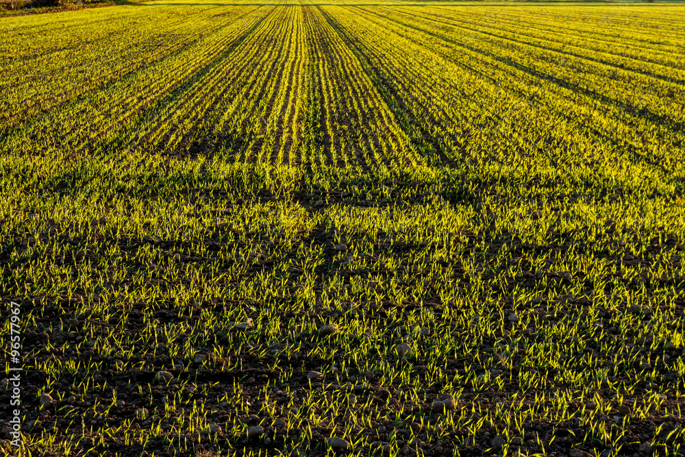 Prato di campagna Prato di campagna