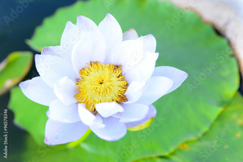 A beautiful  waterlily or lotus flower