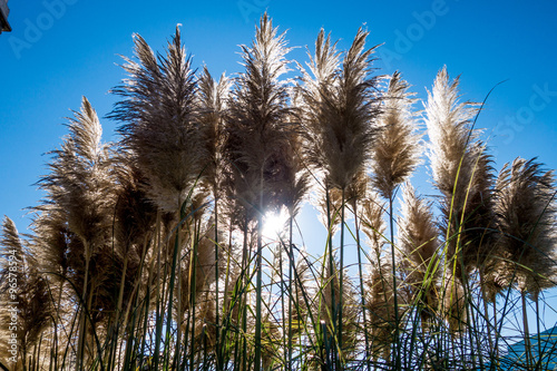 Spighe piumate bianche della cortadeira o erba delle pampas con sfondo del cielo azzurro in controluce photo