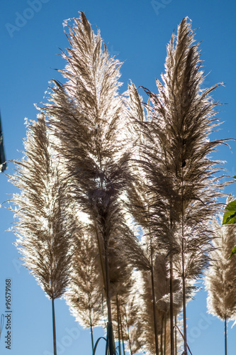 Spighe piumate bianche della cortadeira o erba delle pampas con sfondo del cielo azzurro in controluce photo