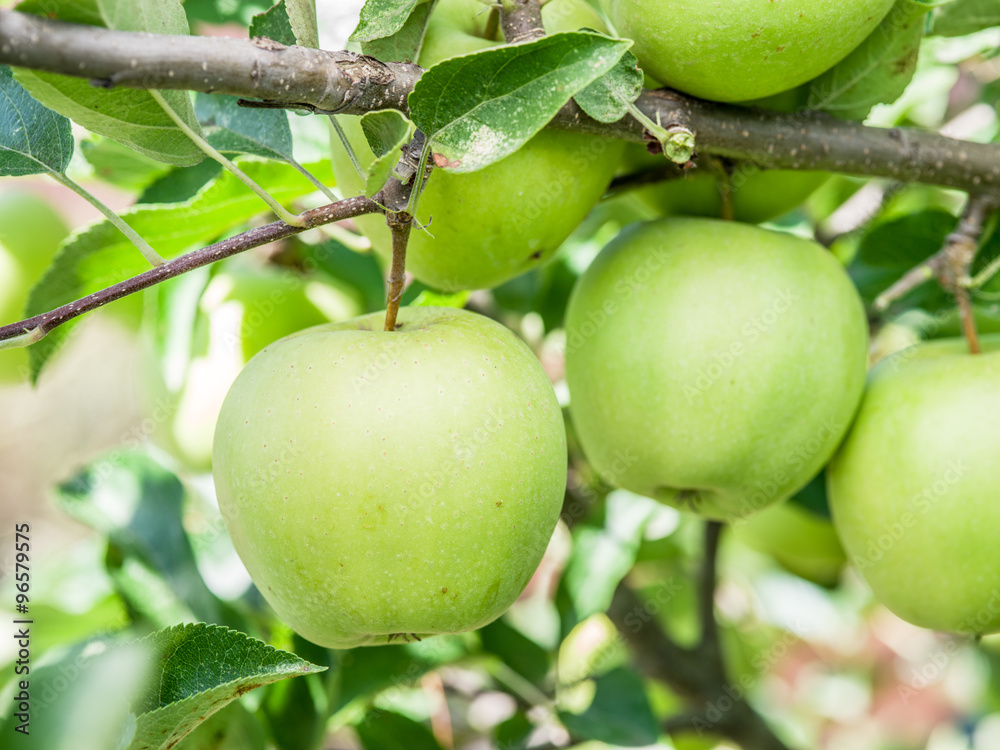 Ripe Golden Delicious apples on the tree.