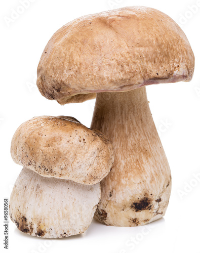 Porcini mushrooms isolated on a white background.