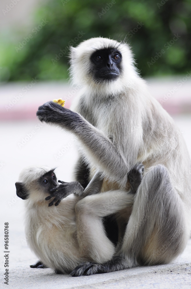 Małpka, Indie