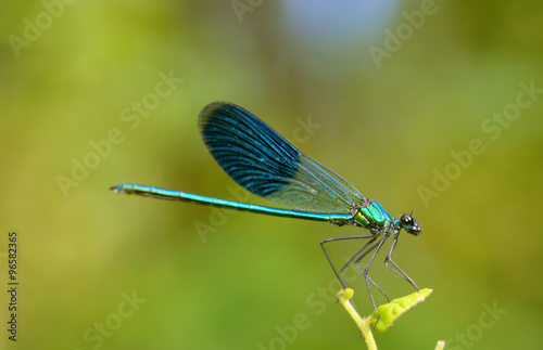 dragonfly in forest © icarmen13