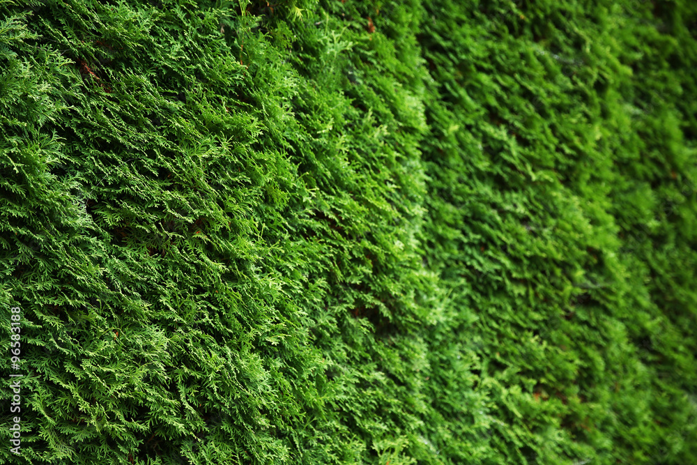 Natural green leaf wall background Natural green leaf wall background