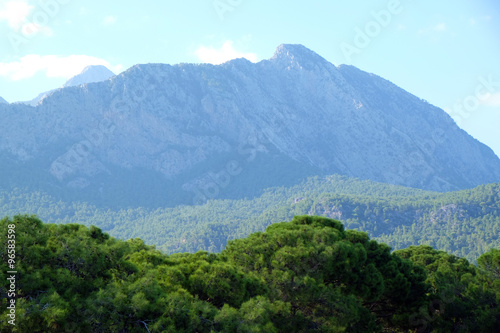 green trees on mountain background