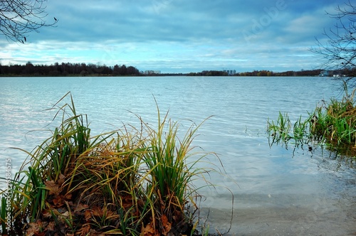 the city lake with a reed in the fall in cloudy weather