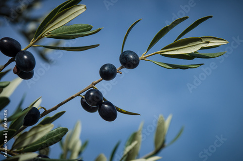 olive tree in autumn
