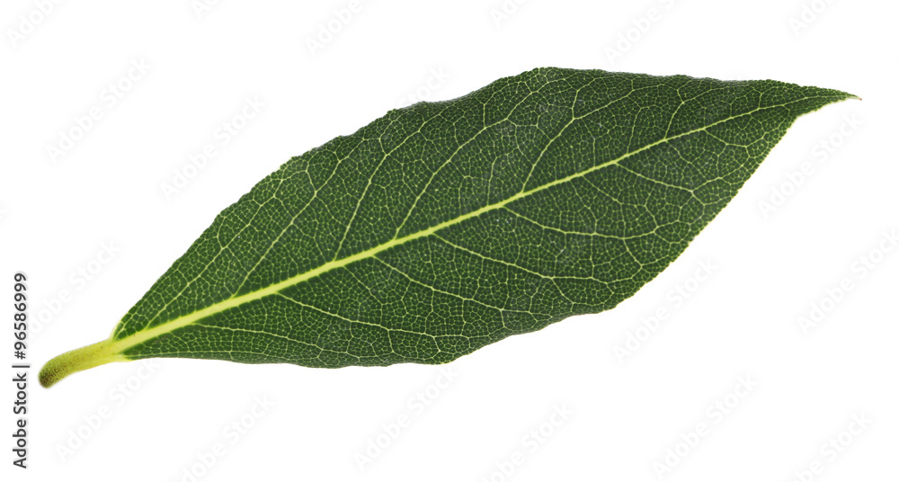 Obraz premium Fresh bay leaf, isolated on white