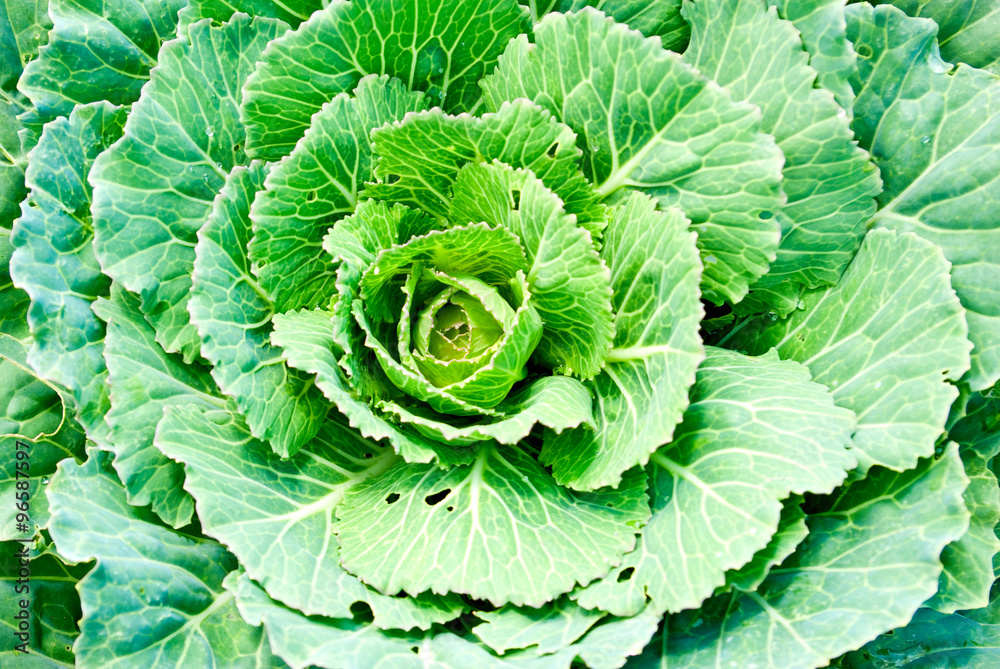 cabbage growing on a bed in the garden cabbage growing on a bed in the garden