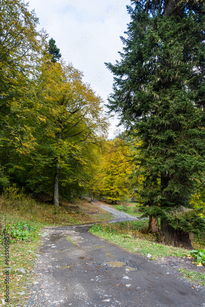 Fototapeta premium Mountain road in Abkhazia.