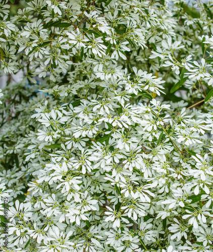Pascuita, white-lace Lotsyd euphorbia