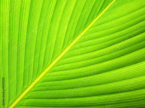Texture of a green leaf as background