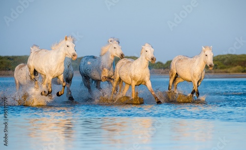 Fototapeta Naklejka Na Ścianę i Meble -  Herd of white horses running on the water