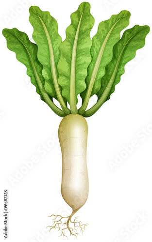 Fresh radish with leaves and root