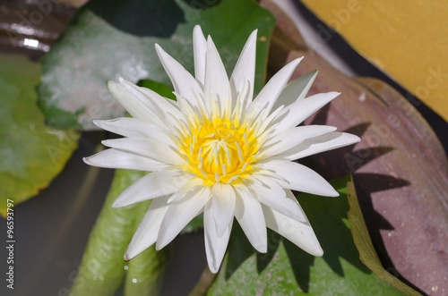 Summer blooming water lilies.