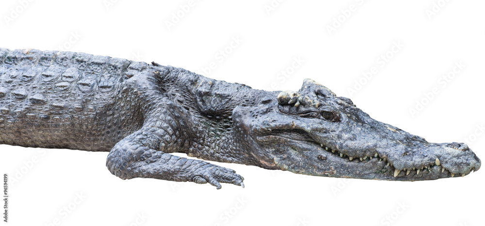 Emaciated Crocodile at Guangzhou Zoo Sparks Outrage - News Directory 3