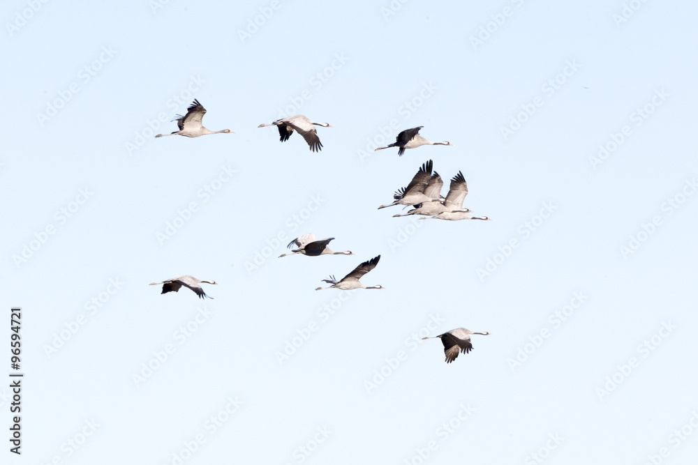 Flocks of cranes in the lagoon of Gallocanta in Teruel, Spain. Flocks of cranes in the lagoon of Gallocanta in Teruel, Spain.