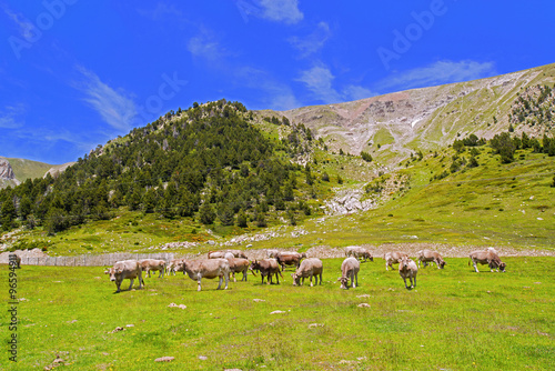 bacas y caballos paciendo girona pirineos