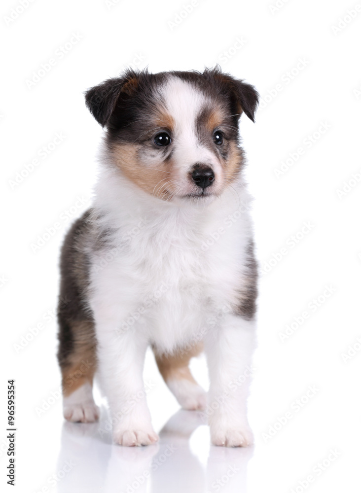 Small Sheltie puppy on a white background